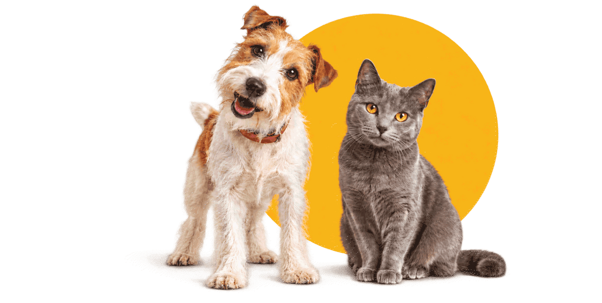 A dog and a cat watching Bend