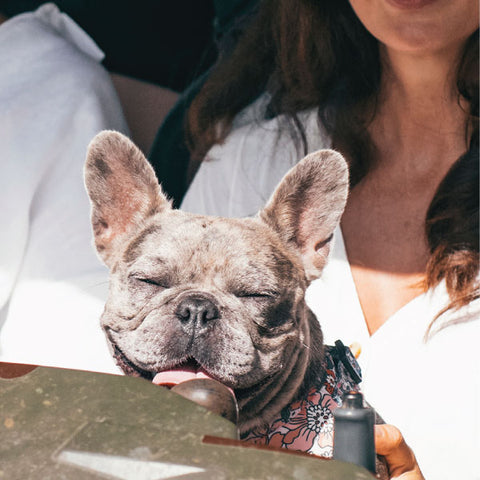 A Vitality.pet customer's pet