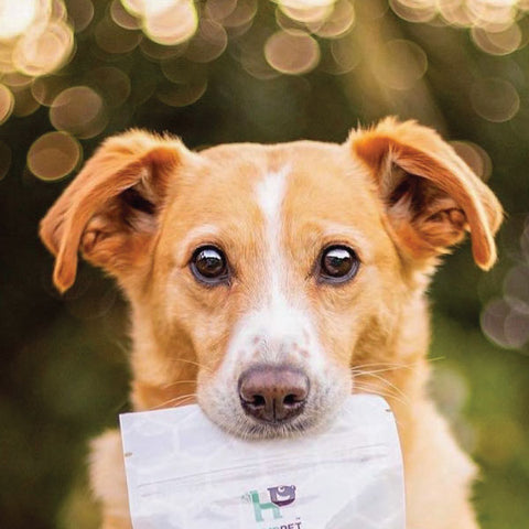 A Vitality.pet customer's pet