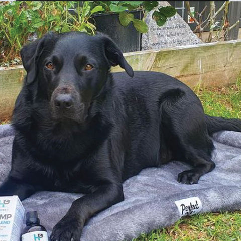A Vitality.pet customer's pet
