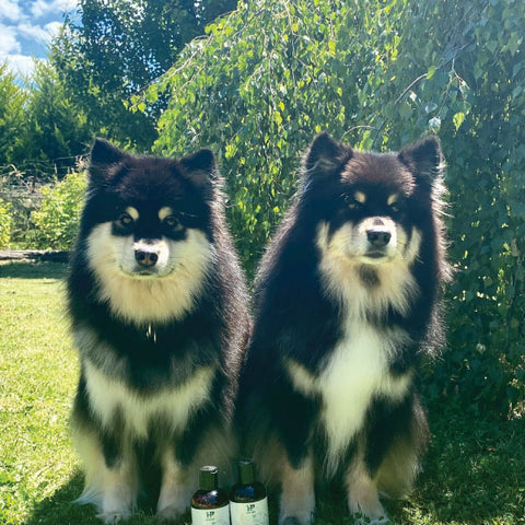 A Vitality.pet customer's pet