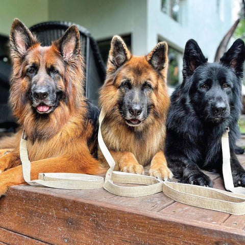 A Vitality.pet customer's pet