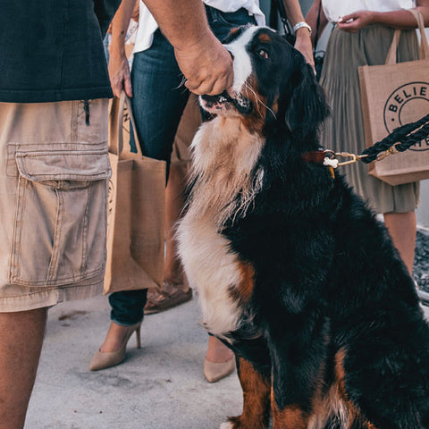 A Vitality.pet customer's pet