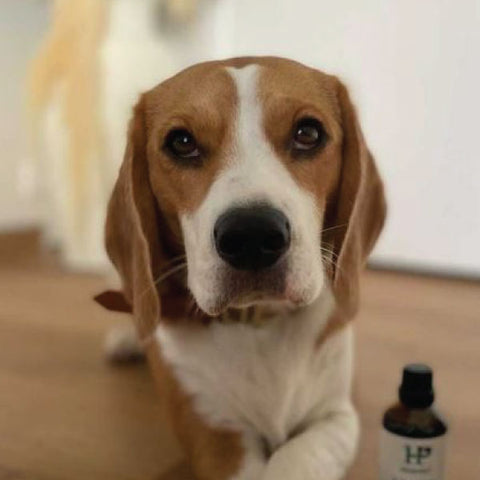 A Vitality.pet customer's pet