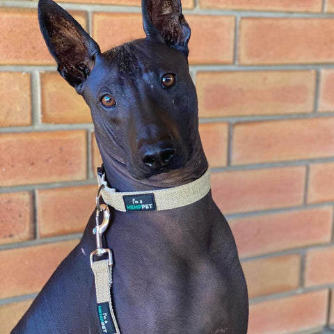 A Vitality.pet customer's pet