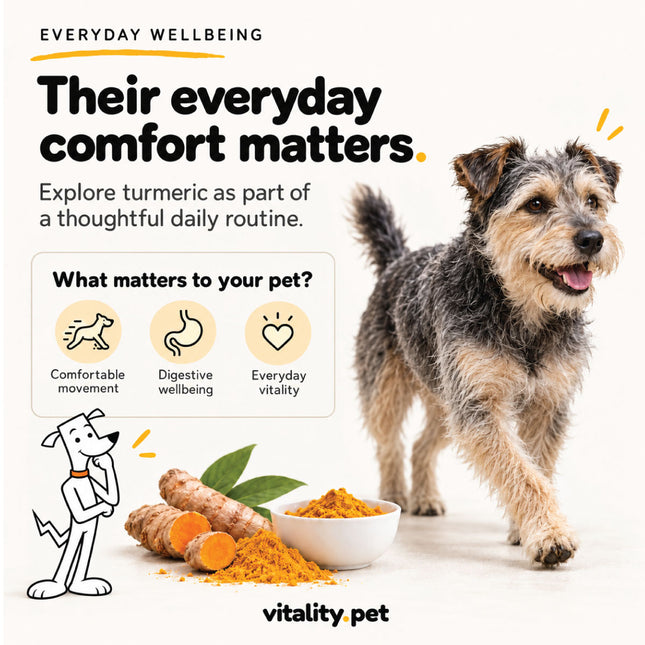Happy dog walking: turmeric as part of a daily routine for everyday comfort