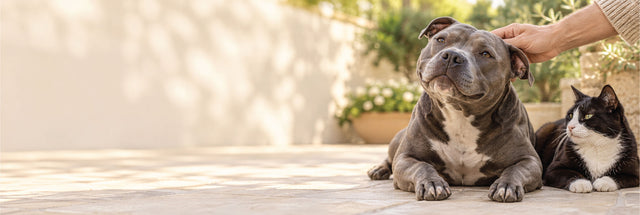 A gray pitbull-type dog lies on a patio while a human hand pets its head, with a black-and-white cat resting beside it. The scene is set outdoors on a sunlit stone surface with blurred greenery and a wall in the background.