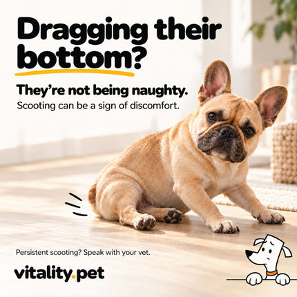 Dog scooting on the carpet, a sign to look at stool firmness and anal gland health