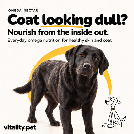 Dog with a dull coat before starting an omega oil routine