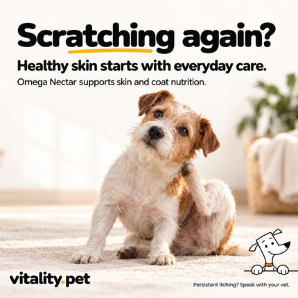 Dog scratching dry skin, a common reason owners add omega oil to dinner