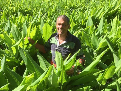 Dr Doug English in a turmeric field